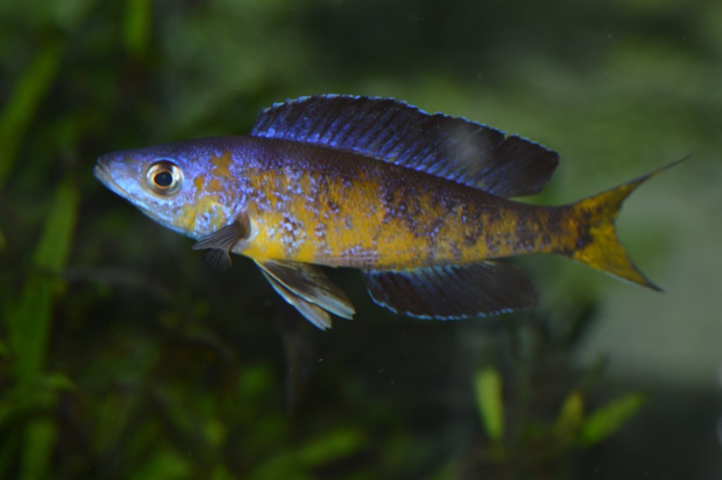 Cyprichromis microlepidotus 'Milima Island'